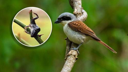 在线视频熟女山雀,揭秘野生鸟类生活奇观